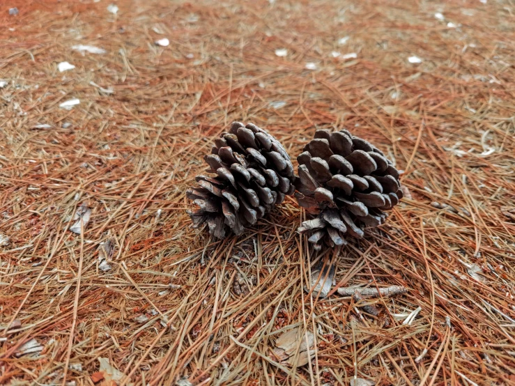 two pine cones on the ground in the woods