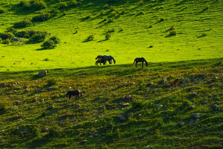 horses standing and grazing in a green grass field