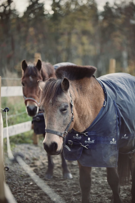 two horses wearing blankets are in the pen