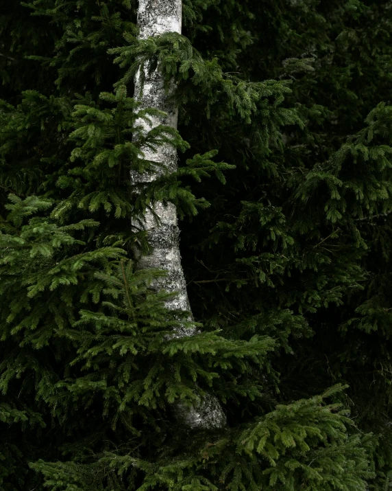 an up close look at a pine tree in the woods