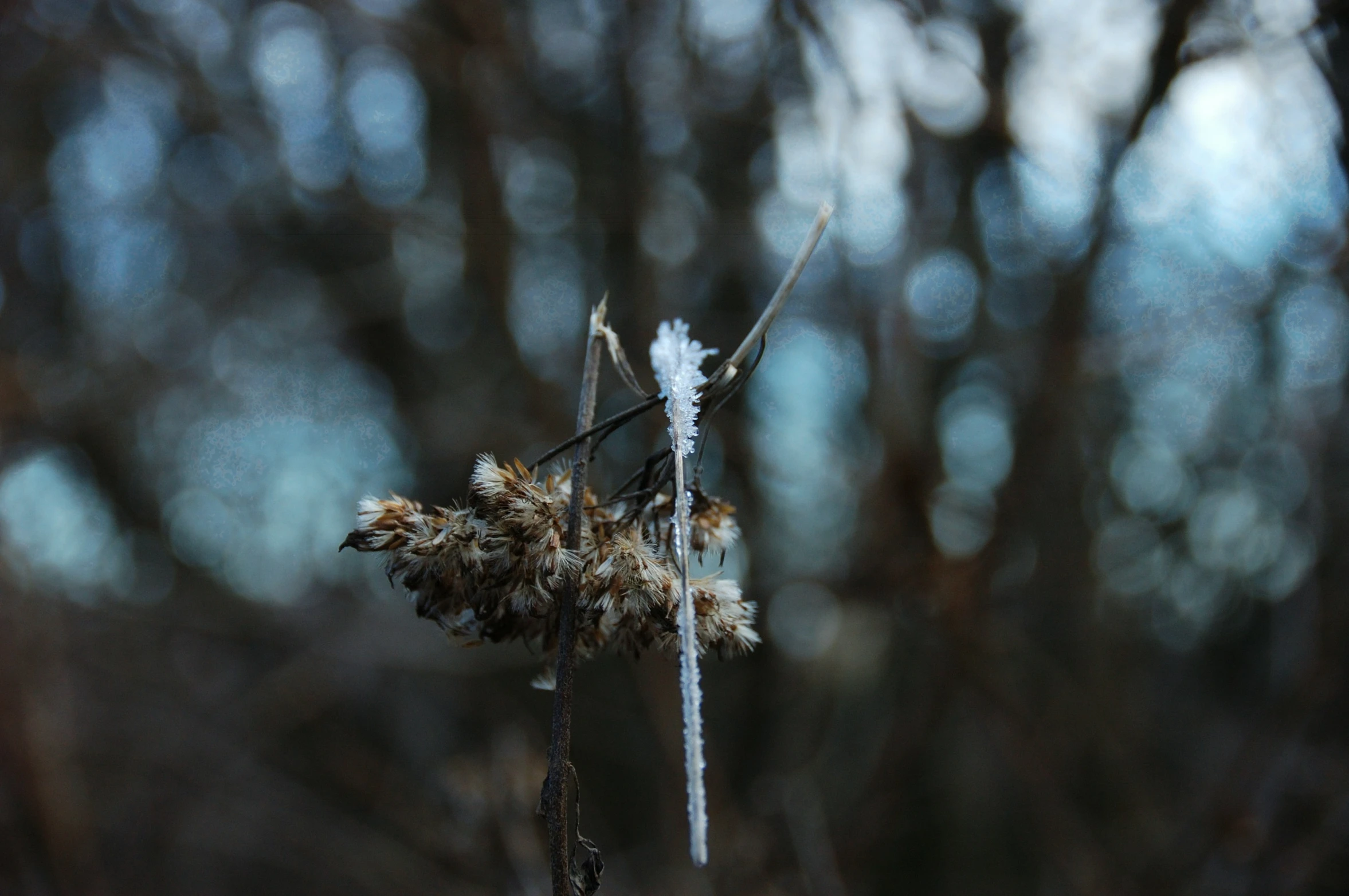 the leaves and twigs of the dried up tree in winter