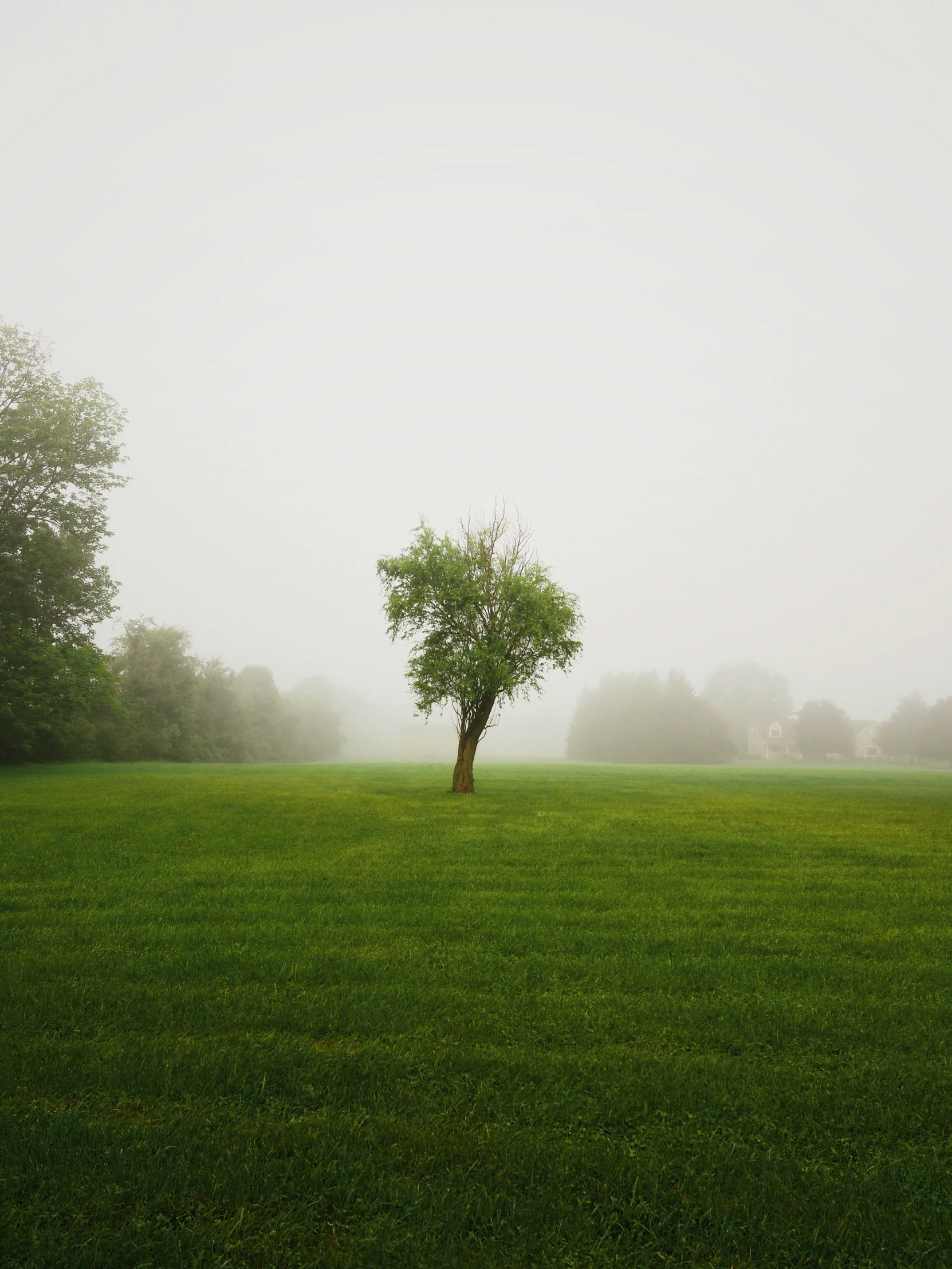 a lone tree stands out in the fog on a grassy field