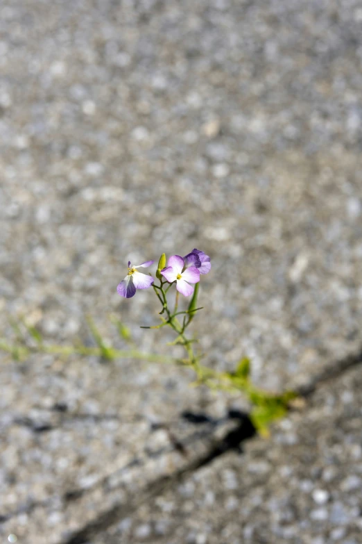 a small purple flower is in the middle of the road