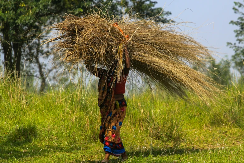 woman carrying large bundle of ripe wheat on grass field