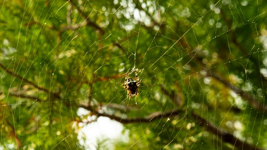 a small spider hangs in a tree nch