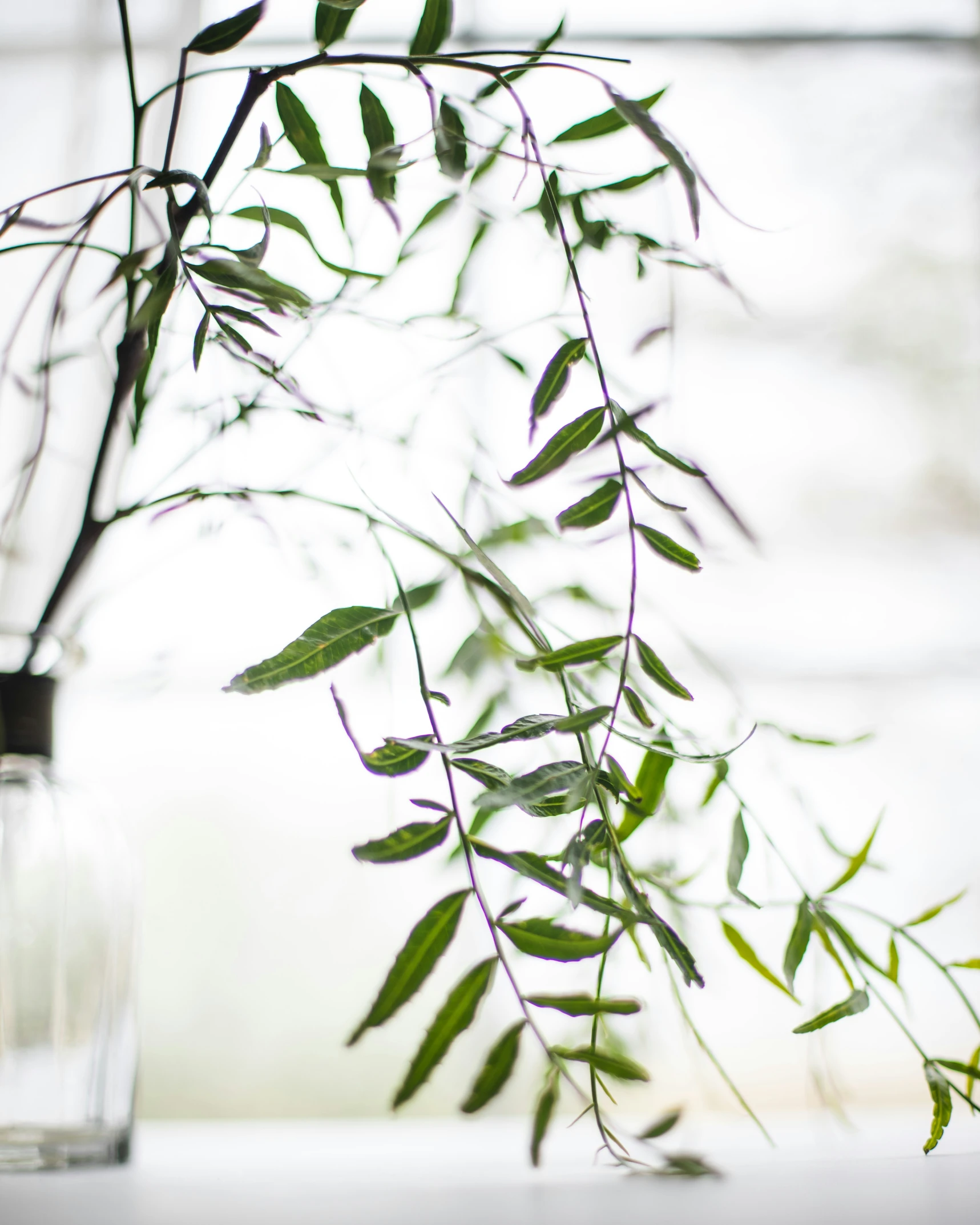 a tall leafy plant hanging out of a small vase