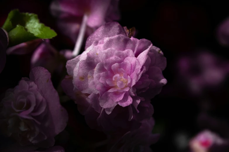 a small purple flower is shown with dark background