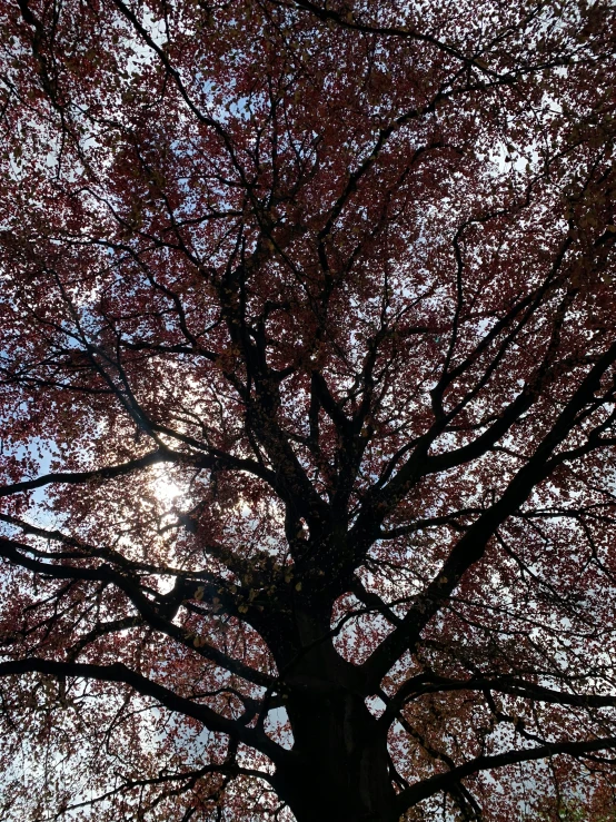 a large tree with the leaves sprouting