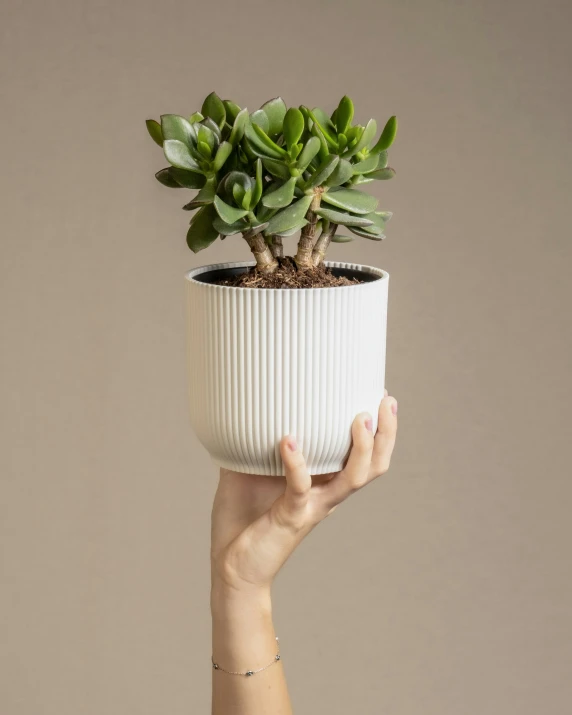 a hand holding up a plant that is not blooming