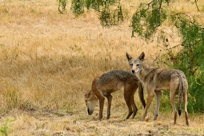 two wild animals standing next to each other on a grass covered field