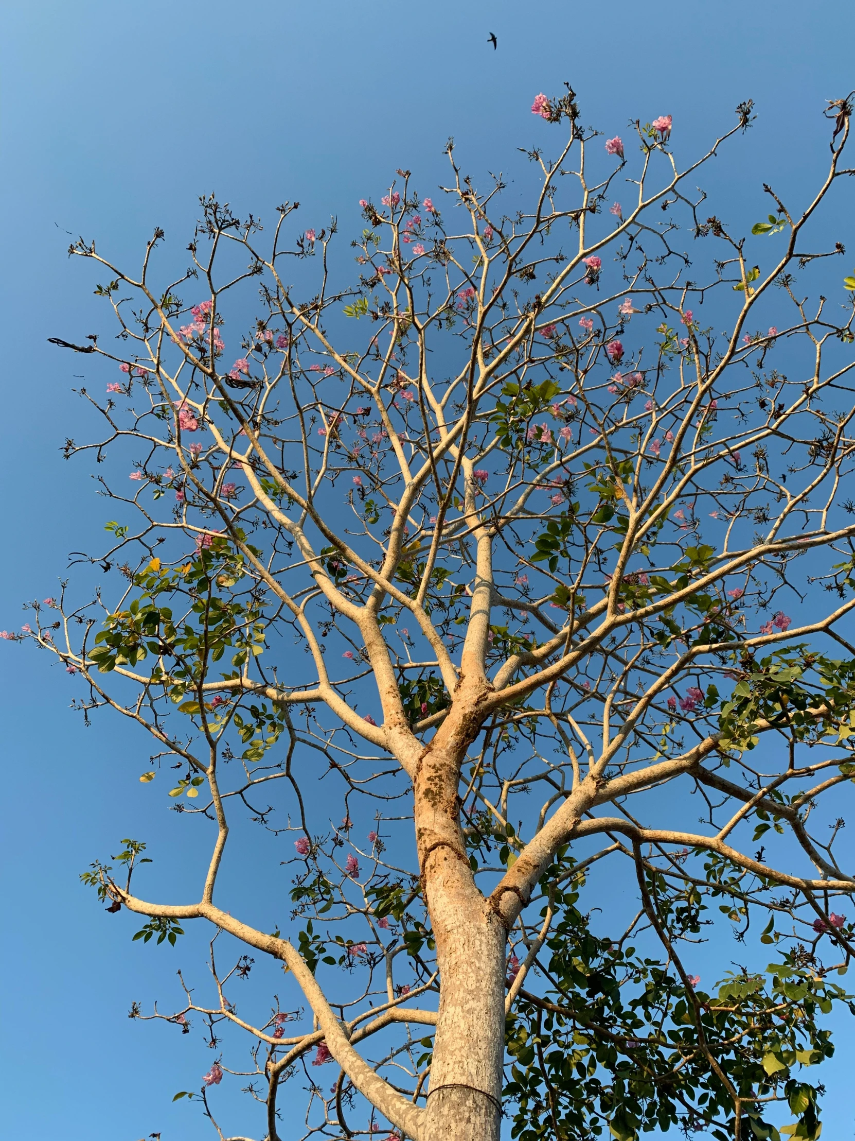 the bare tree is showing signs of fall