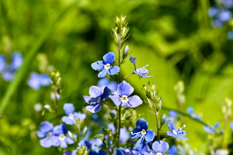a small blue flower in a green field