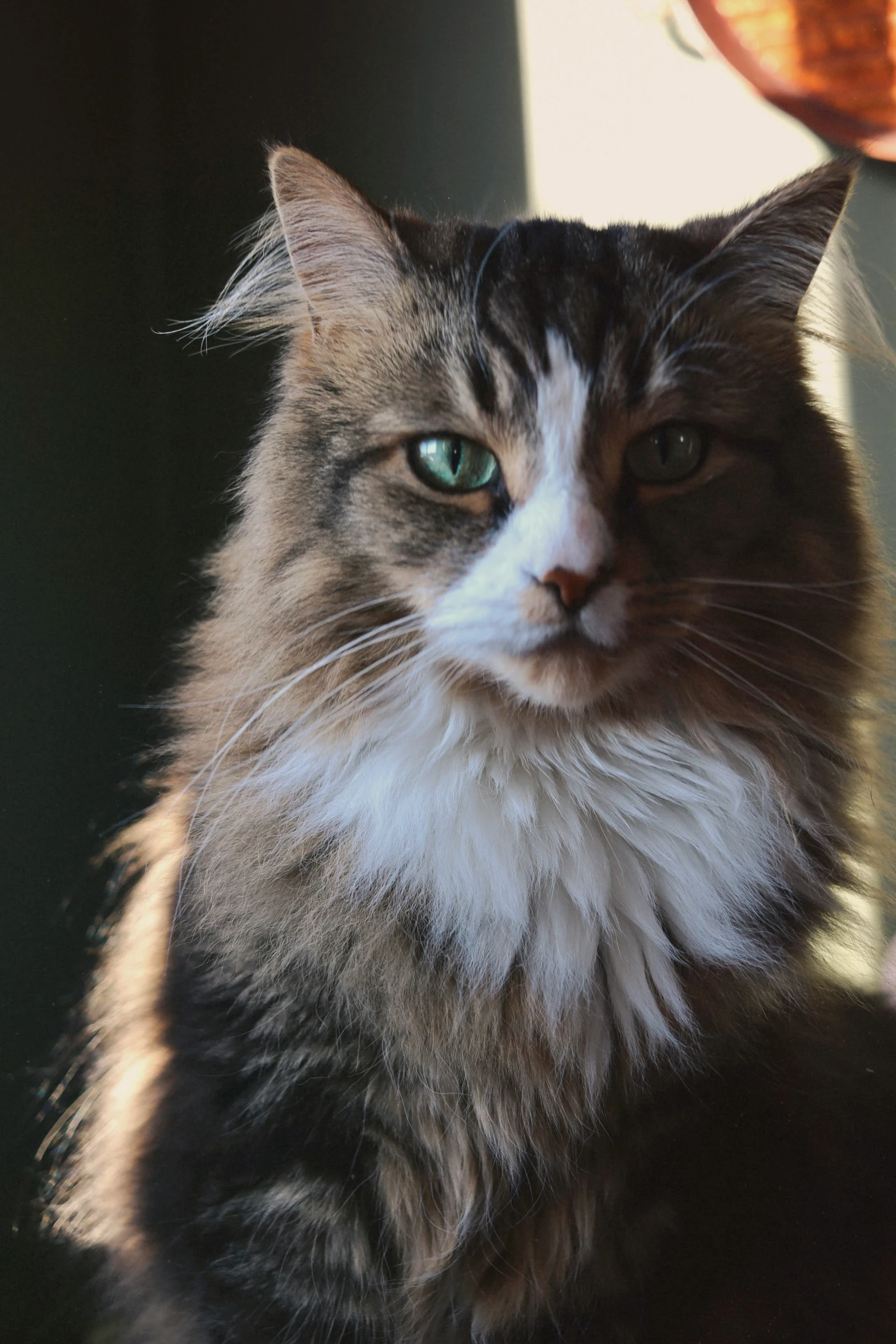 a gray, white and black cat sitting in front of a door