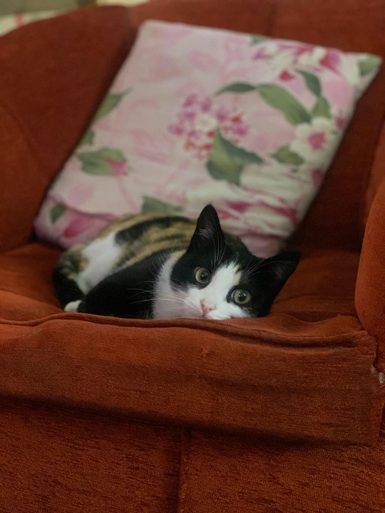 a cat on a chair looking at the camera