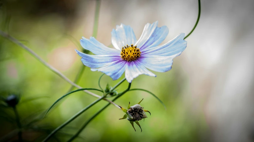 a close up of a flower with a bug on it