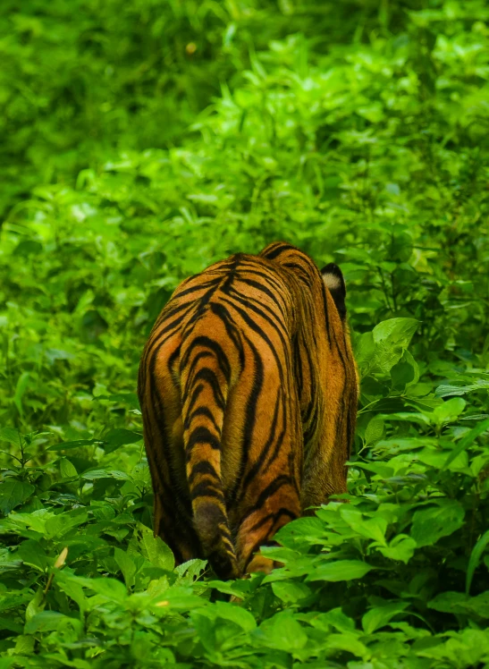 tiger in the green jungle walking toward the camera