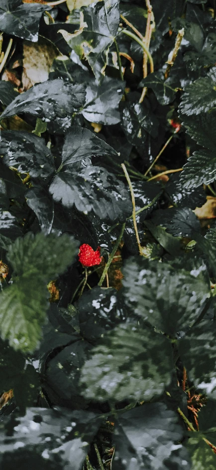 a red flower is surrounded by leaves on the ground