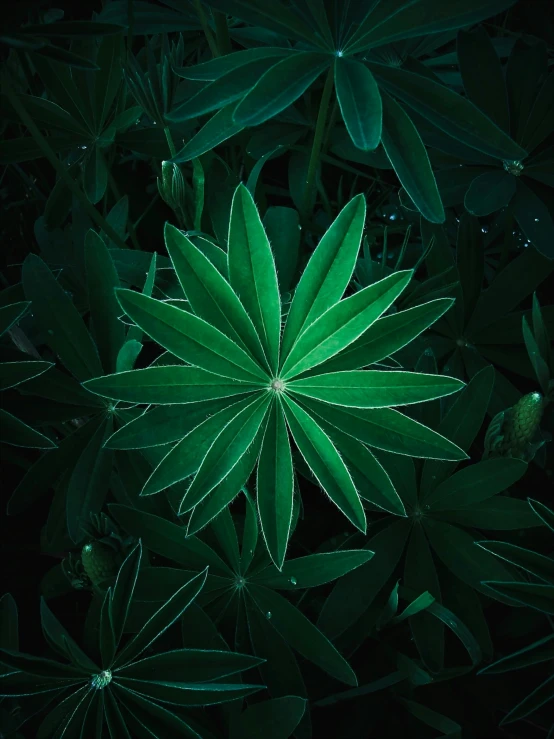 a group of plants sitting in the middle of water