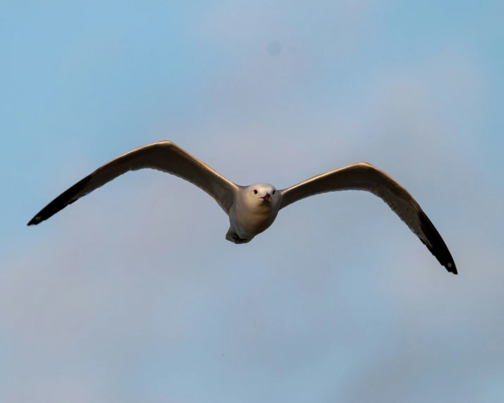 a bird with wings spread out soaring in the air