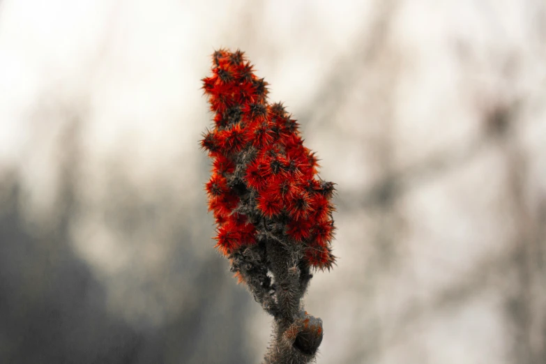 red flowers sit on the stem of a tree