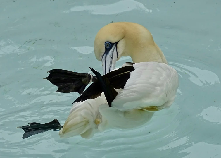 a black and white swan floating in the water