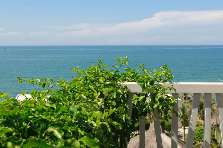 trees are growing on a bench near the water