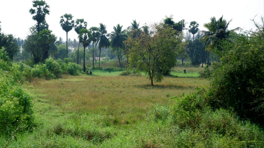 several trees in an open field in the middle of the day