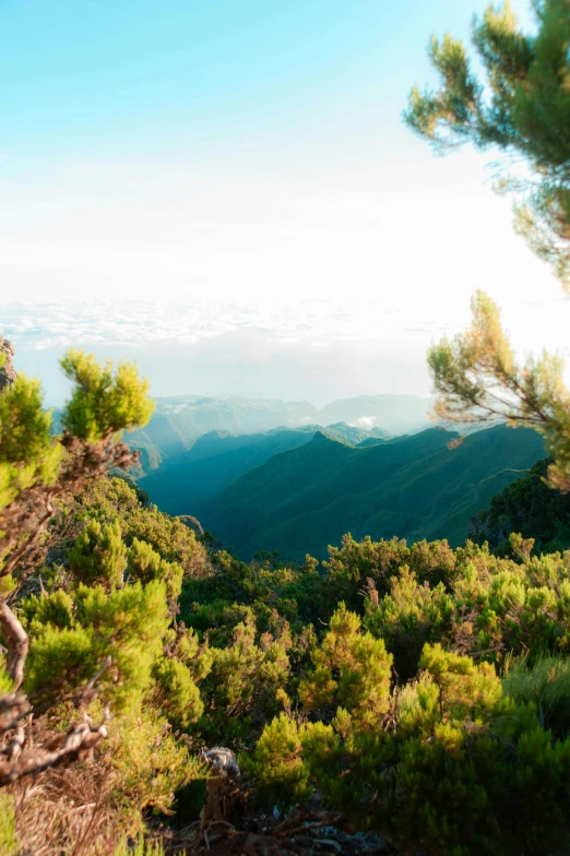 trees and bushes are on the edge of a mountain