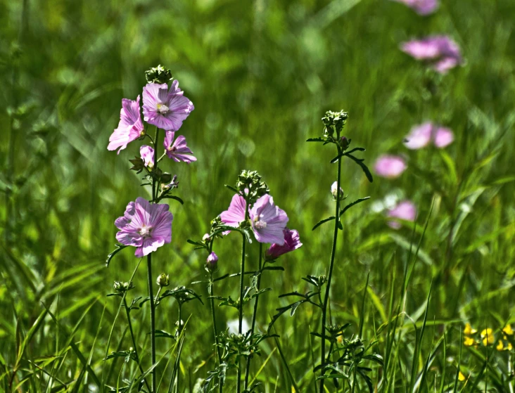 pink flowers growing in the grass in front of some yellow flowers