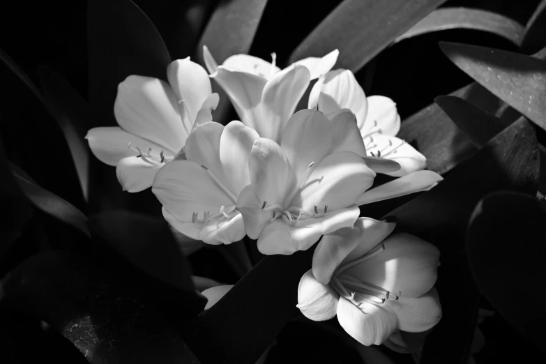 some white flowers are in the dark