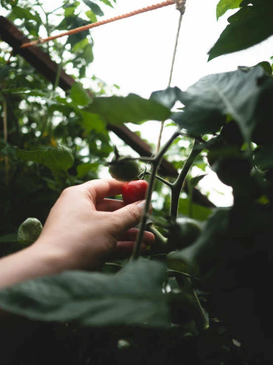 a person holding out their hand on a vine