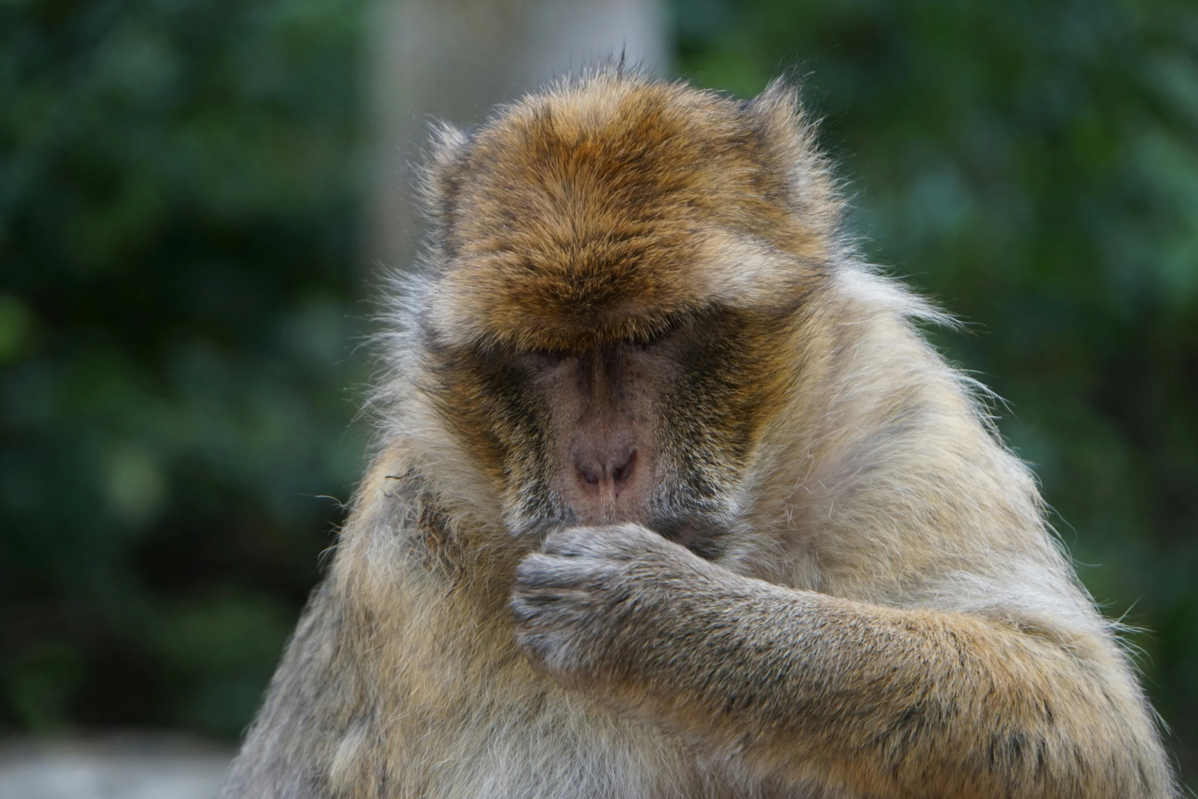 an ape on a chain in the zoo