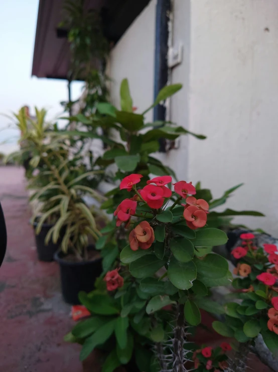 red flowers growing inside pots outside of a building