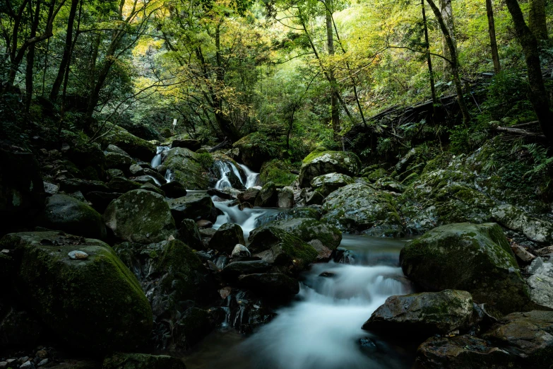 the small stream in the rainforest has clear water