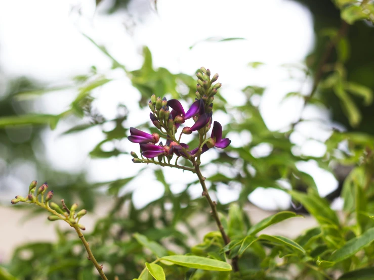 purple flowers with green leaves near one another