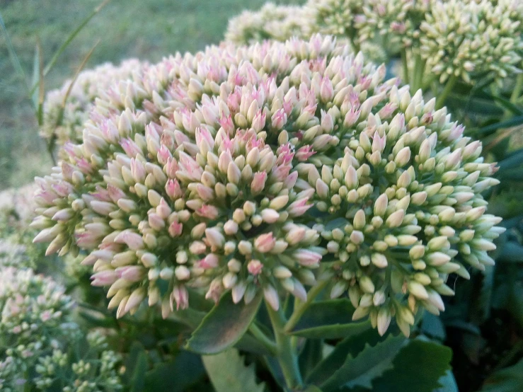 large cluster of plants with pink and yellow flowers