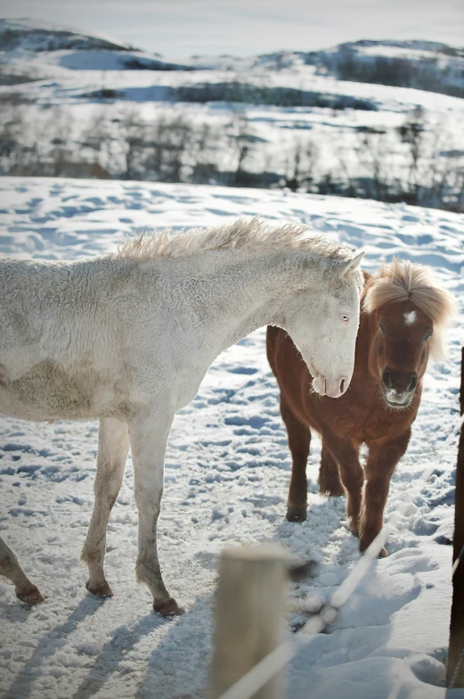 a horse and its baby in the snow