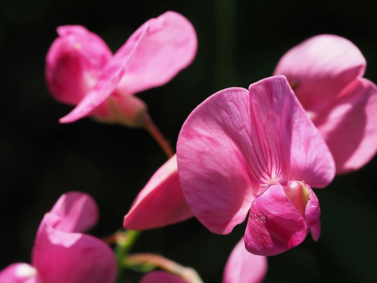 pink orchids in bloom on a sunny day