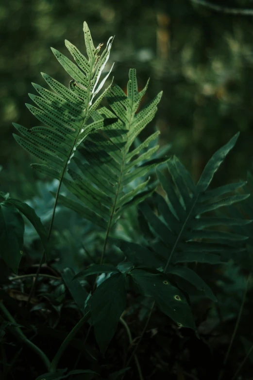 some very big green leaves in a field