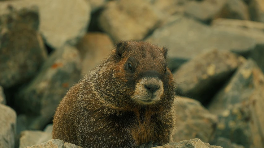 a small animal standing on top of a rocky hill