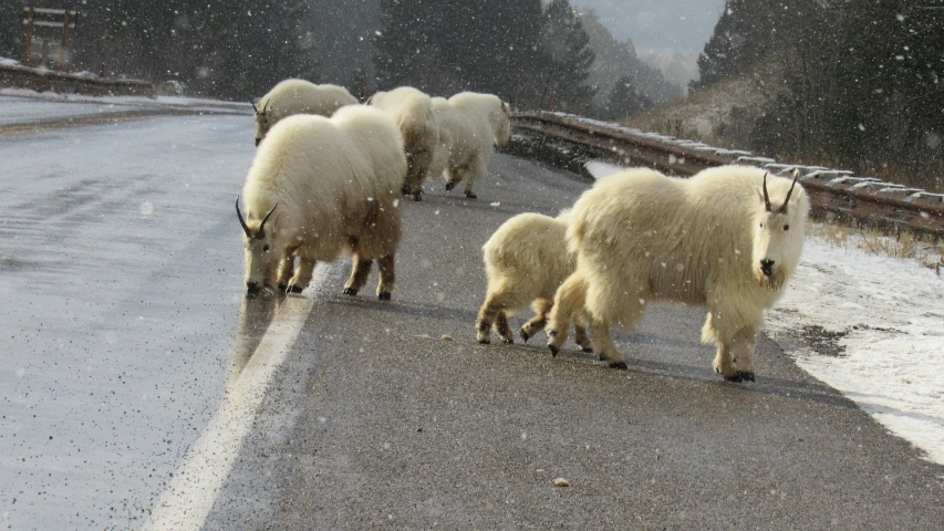 a group of mountain goats cross the road in front of them