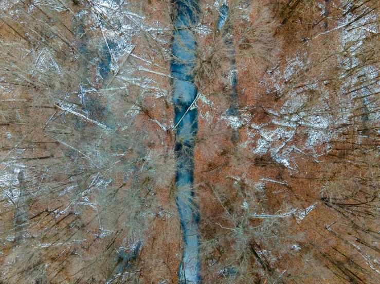 looking down at the bottom of a tree