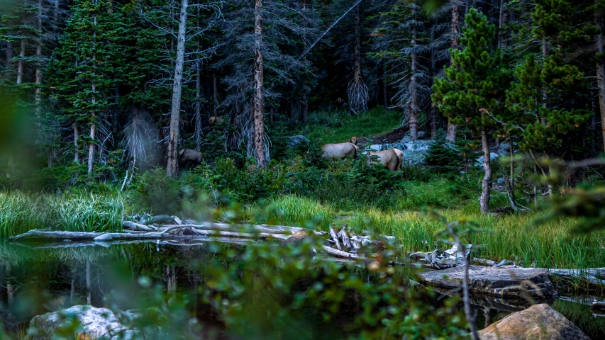 two brown animals stand by a small body of water