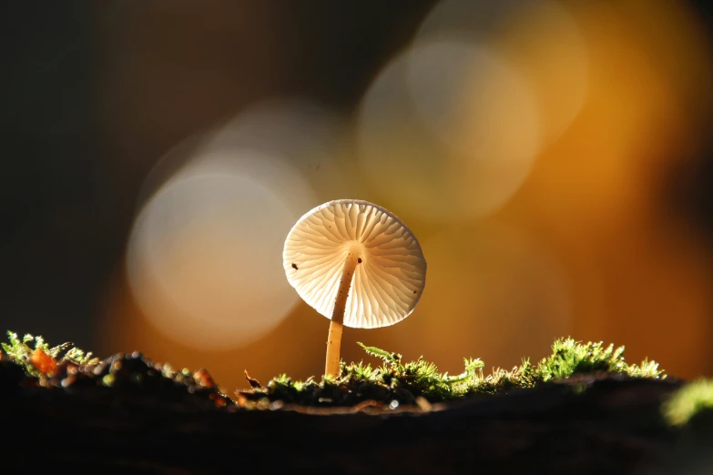 a small white mushroom on top of green moss