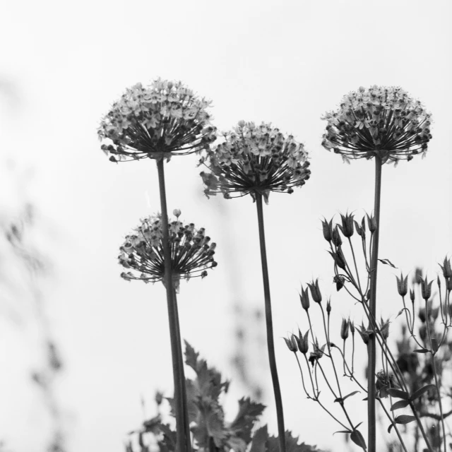 a group of flowers that are next to each other