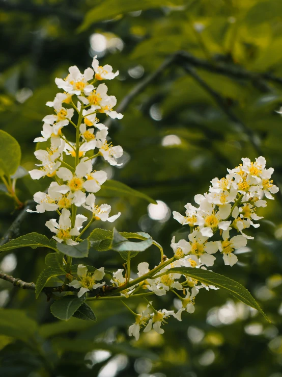 flowers are white and yellow with green leaves