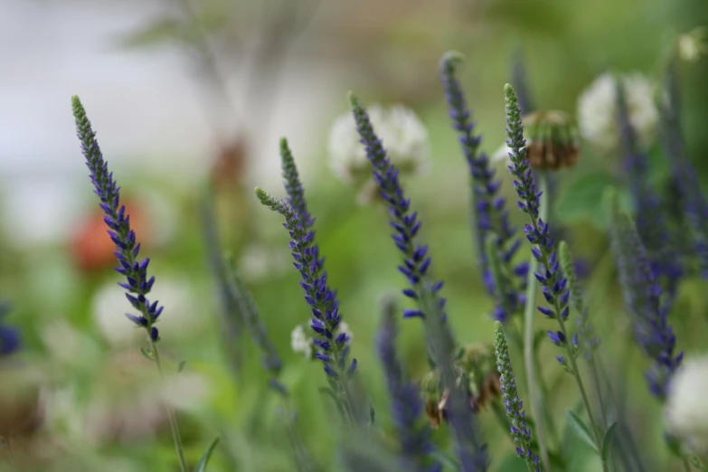 a picture of flowers that are in the grass