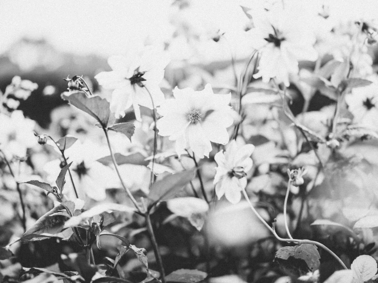 black and white flowers are blooming in the sun