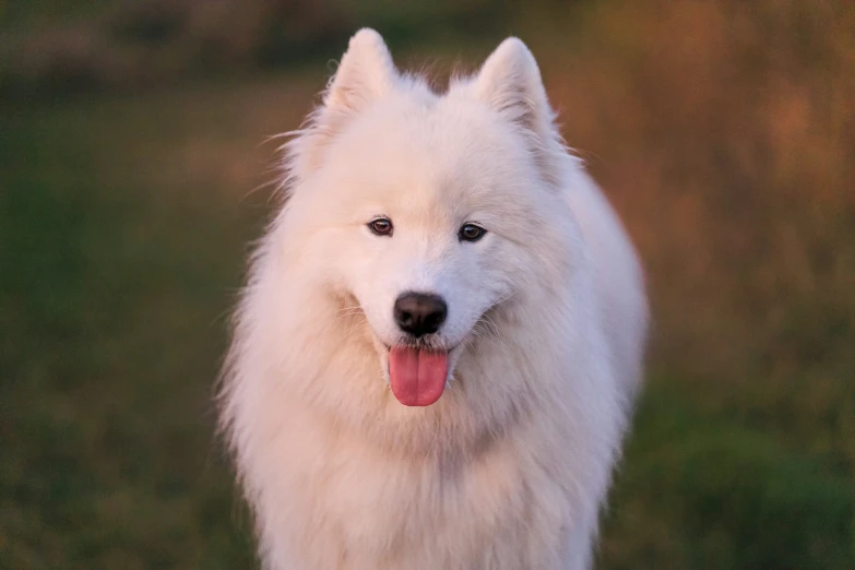 a white dog looks at the camera as it stands on grass