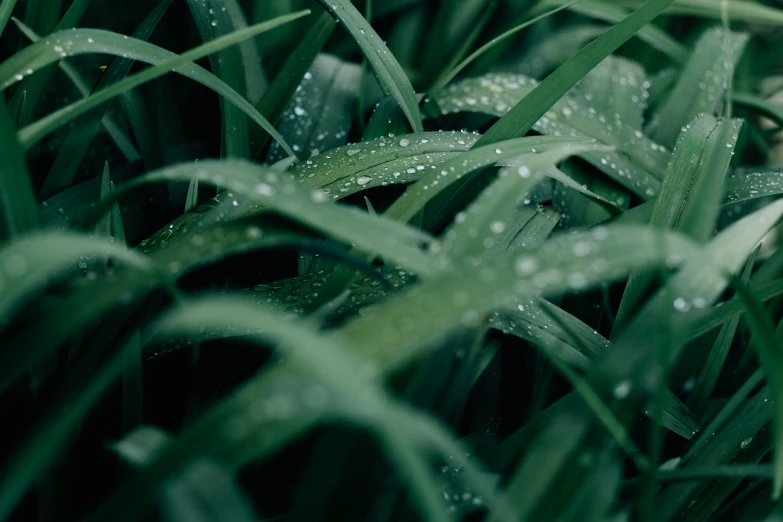 a grassy area that has some green plants with water drops on it